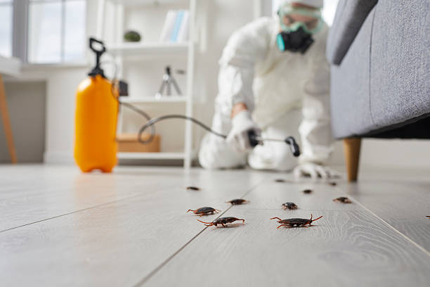 Commercial Kitchen Cockroach Control in Holley